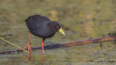 Black Crake - Amaurornis flavirostra