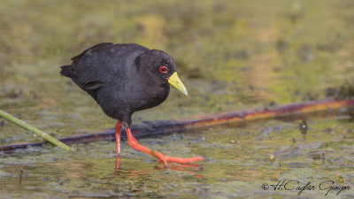 Black Crake - Amaurornis flavirostra