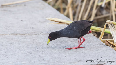 Black Crake - Amaurornis flavirostra
