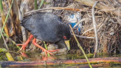 Black Crake - Amaurornis flavirostra
