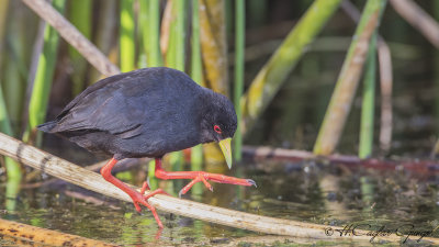 Black Crake - Amaurornis flavirostra