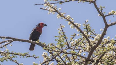 Black-billed Barbet - Lybius guifsobalito