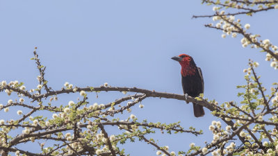 Black-billed Barbet - Lybius guifsobalito