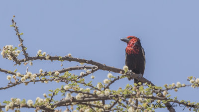 Black-billed Barbet - Lybius guifsobalito
