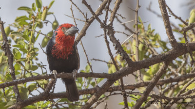 Black-billed Barbet - Lybius guifsobalito