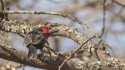 Black-billed Barbet - Lybius guifsobalito