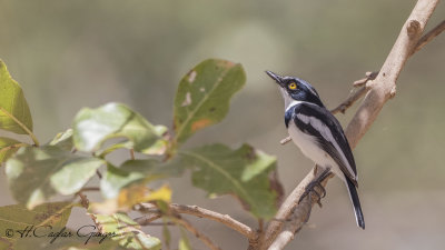 Western Black-headed Batis - Batis erlangeri