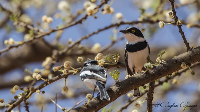 Western Black-headed Batis - Batis erlangeri