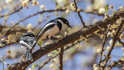 Western Black-headed Batis - Batis erlangeri