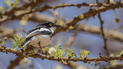 Western Black-headed Batis - Batis erlangeri