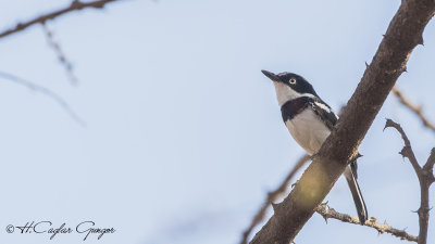 Western Black-headed Batis - Batis erlangeri