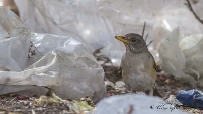 African Thrush - Turdus pelios - Afrika ardıcı