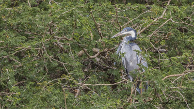 Black-headed Heron - Ardea melanocephala - Kara boyunlu balıkçıl