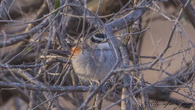 Black-crowned Tchagra - Tchagra senegalus