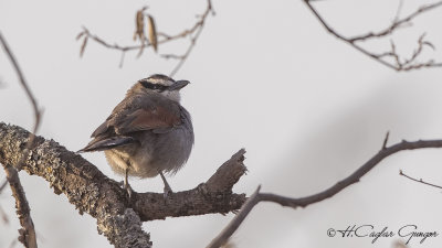 Black-crowned Tchagra - Tchagra senegalus