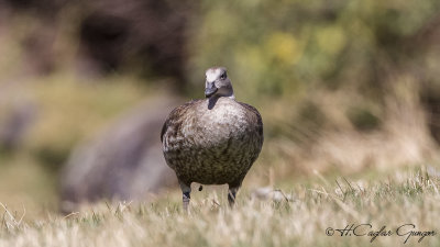 Blue-winged Goose - Cyanochen cyanoptera - Mavi kanatlı kaz