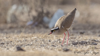 Crowned Lapwing - Vanellus coronatus