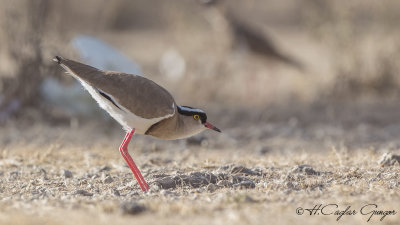 Crowned Lapwing - Vanellus coronatus