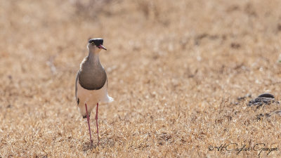 Crowned Lapwing - Vanellus coronatus