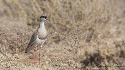 Crowned Lapwing - Vanellus coronatus