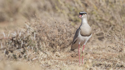 Crowned Lapwing - Vanellus coronatus