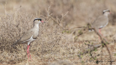 Crowned Lapwing - Vanellus coronatus