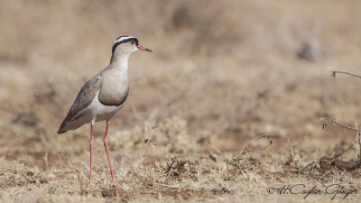 Crowned Lapwing - Vanellus coronatus