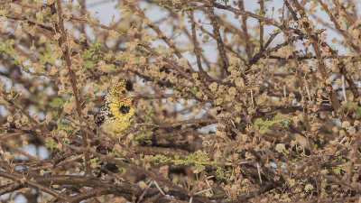 d'Arnaud's Barbet - Trachyphonus darnaudii