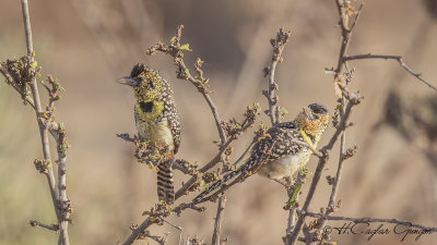 d'Arnaud's Barbet - Trachyphonus darnaudii