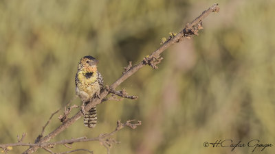 d'Arnaud's Barbet - Trachyphonus darnaudii