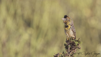 d'Arnaud's Barbet - Trachyphonus darnaudii
