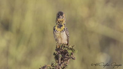 d'Arnaud's Barbet - Trachyphonus darnaudii