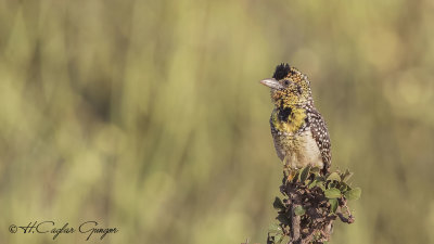 d'Arnaud's Barbet - Trachyphonus darnaudii