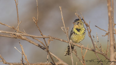 d'Arnaud's Barbet - Trachyphonus darnaudii