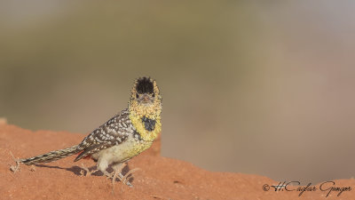 d'Arnaud's Barbet - Trachyphonus darnaudii