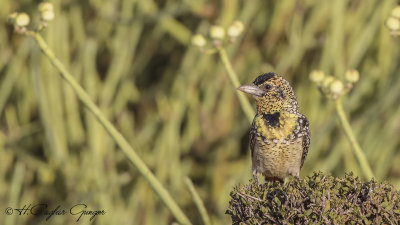 d'Arnaud's Barbet - Trachyphonus darnaudii