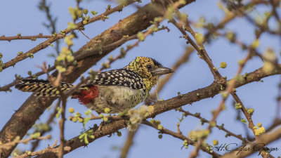 d'Arnaud's Barbet - Trachyphonus darnaudii