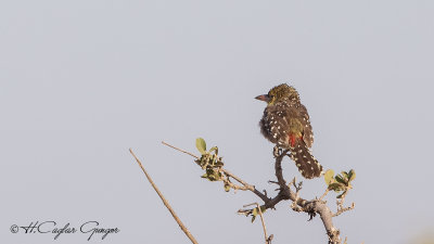 d'Arnaud's Barbet - Trachyphonus darnaudii