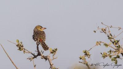 d'Arnaud's Barbet - Trachyphonus darnaudii