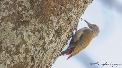 Eastern Grey Woodpecker - Dendropicos spodocephalus