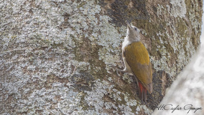 Eastern Grey Woodpecker - Dendropicos spodocephalus