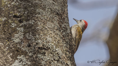 Eastern Grey Woodpecker - Dendropicos spodocephalus
