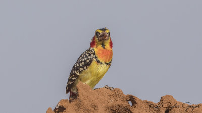 Red-and-yellow Barbet - Trachyphonus erythrocephalus
