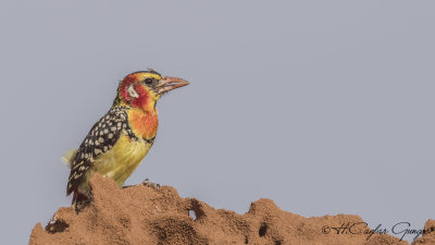 Red-and-yellow Barbet - Trachyphonus erythrocephalus