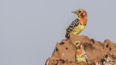 Red-and-yellow Barbet - Trachyphonus erythrocephalus