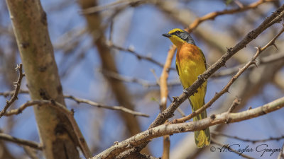 Orange-breasted Bushshrike - Chlorophoneus sulfureopectus