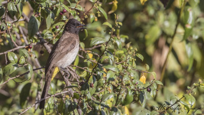 Dark-capped Bulbul - Pycnonotus tricolor