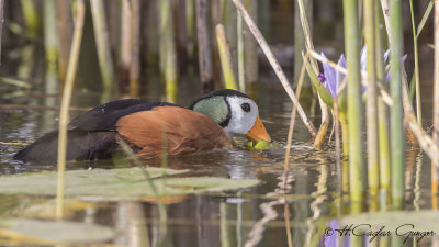 African Pygmy Goose - Nettapus auritus - Afrika cüce kazı