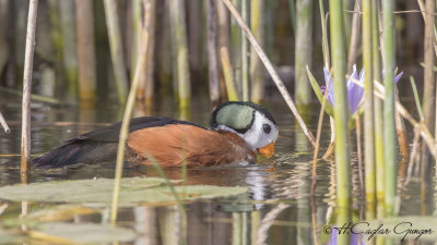 African Pygmy Goose - Nettapus auritus - Afrika cüce kazı