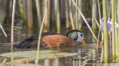 African Pygmy Goose - Nettapus auritus - Afrika cüce kazı